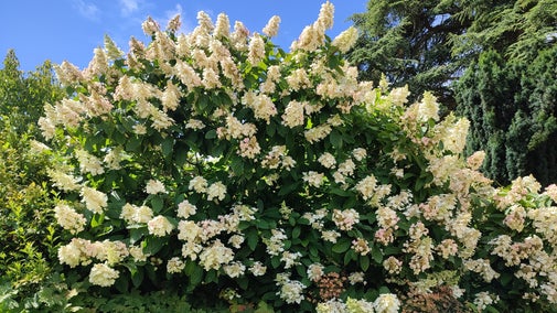 Hydrangea paniculata near the Conservatory
